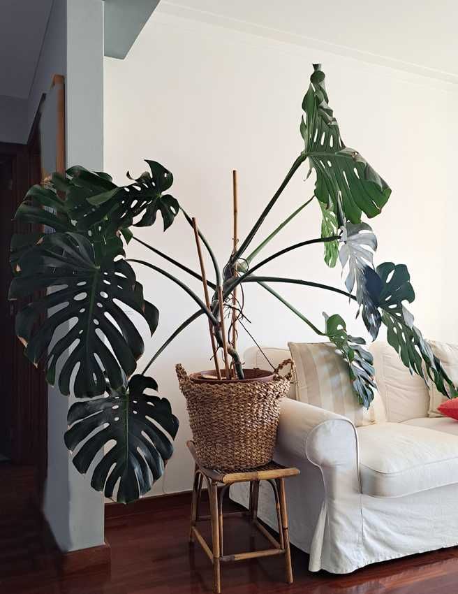 planta monstera/ costela de Adão