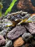 Krab Mekhong. Mini krab