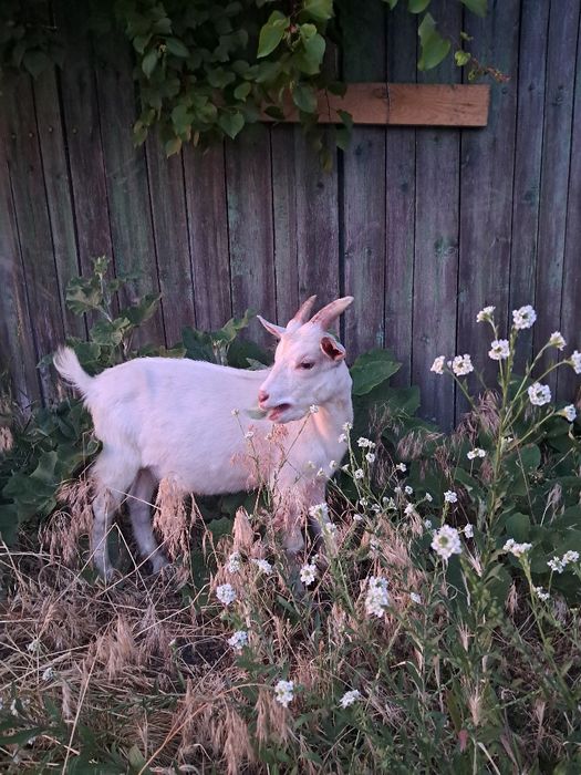 Кози високоудойні