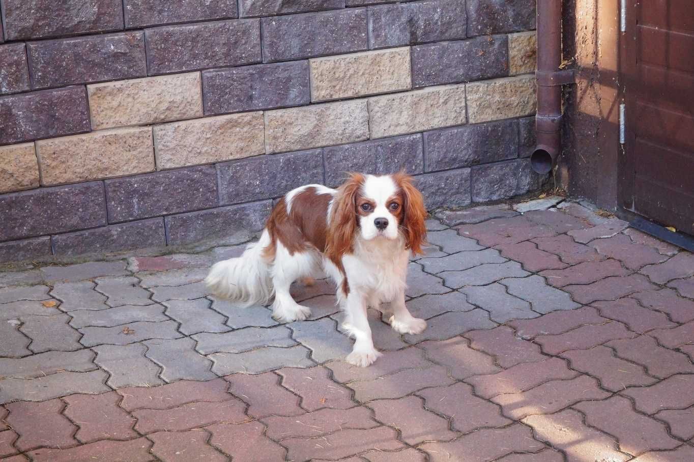cawalier king charles spaniel