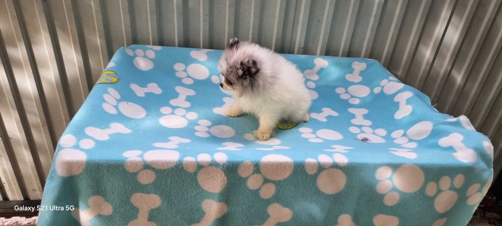 Fêmea Spitz Alemão Anão