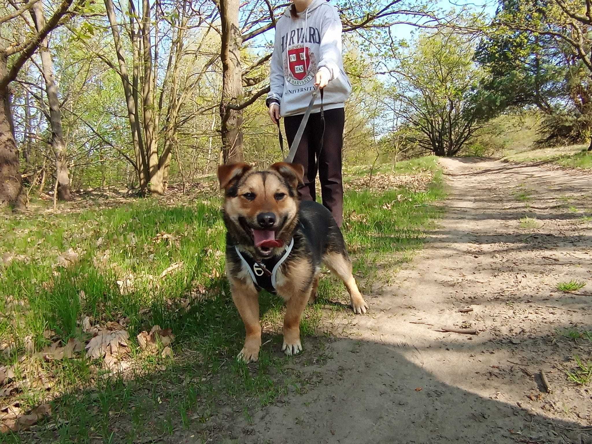 FILONEK – malutki słodki, aktywny piesek