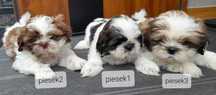 Shih tzu szczeniak