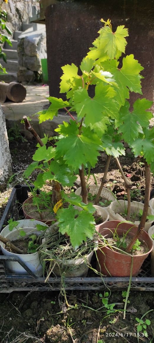 Продам вегетуючі саджанці винограду