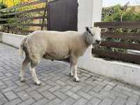 Casal de ovelhas Texel