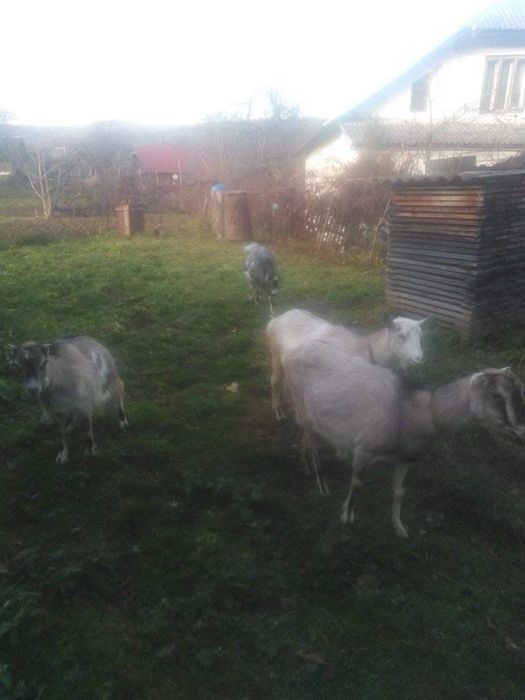 Продаються кітні кози