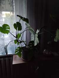 Sprzedam kwiat Monstera