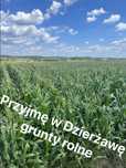 Wydzierżawie ziemie rolną