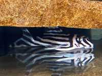 Pleco L046 Hypancistrus Zebra - Os peixes já estão disponíveis