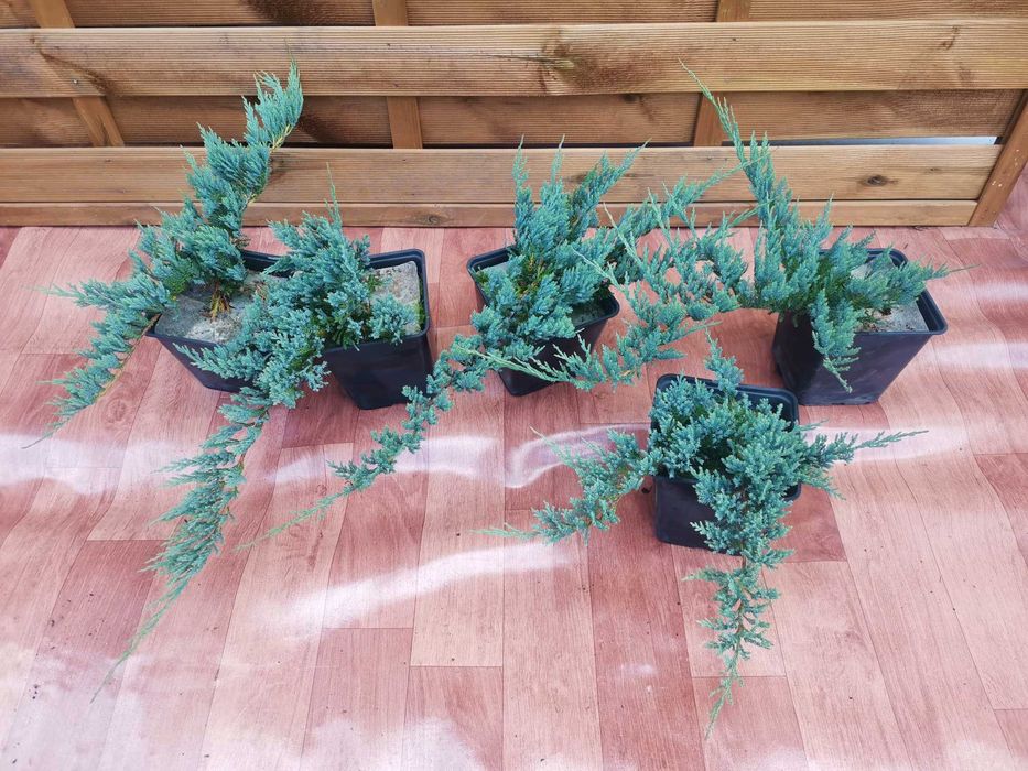 Jałowiec Płożący Blue Chip duży niebieski 40cm 5 letni