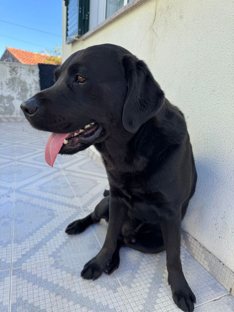 Labrador para adoção responsável