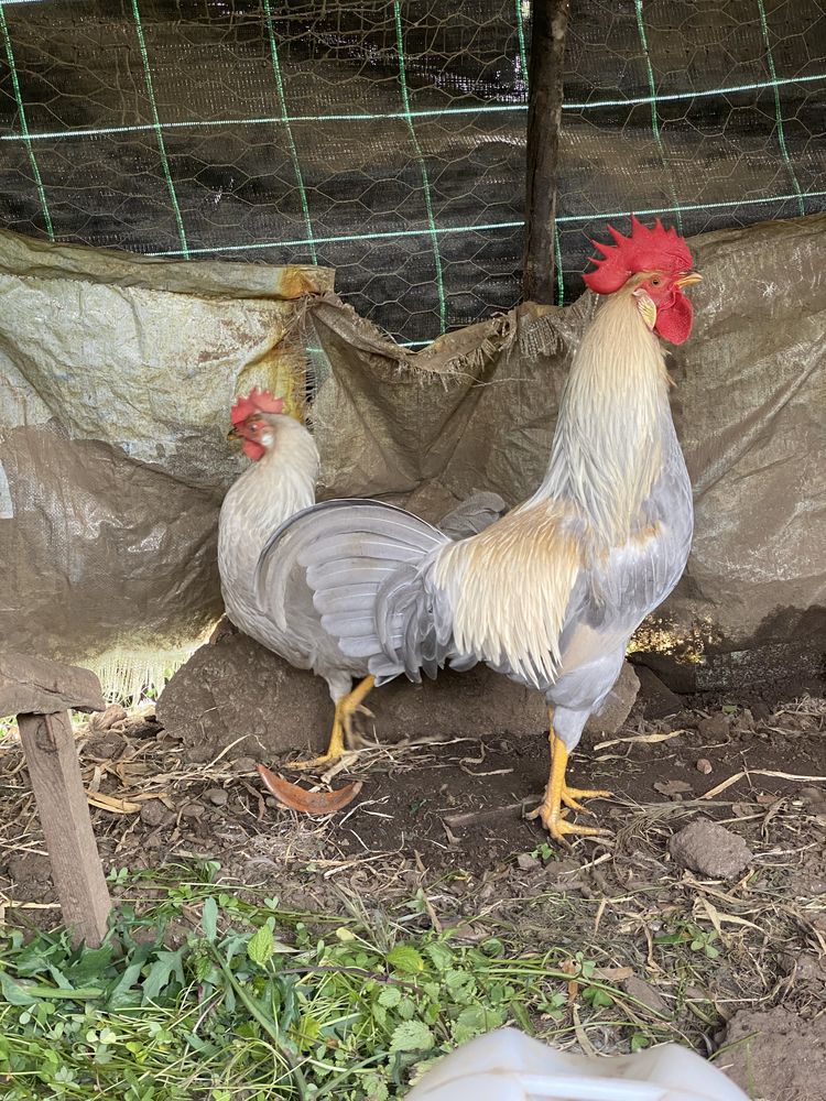 Ovos para incubaçao , Faverolles , Araucana, Maran , Sulmtaler