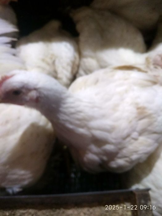 продам бройлеров