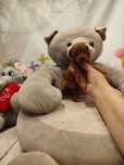 Pudel  toy( teacup)  piesek Red