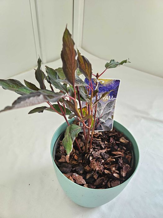 Dereń biały Nightfall czarny 40cm C2 – krzew ozdobny + nawóz gratis