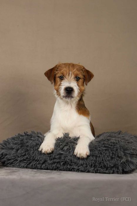 piesek Jack Russell terrier ZKWP/FCI