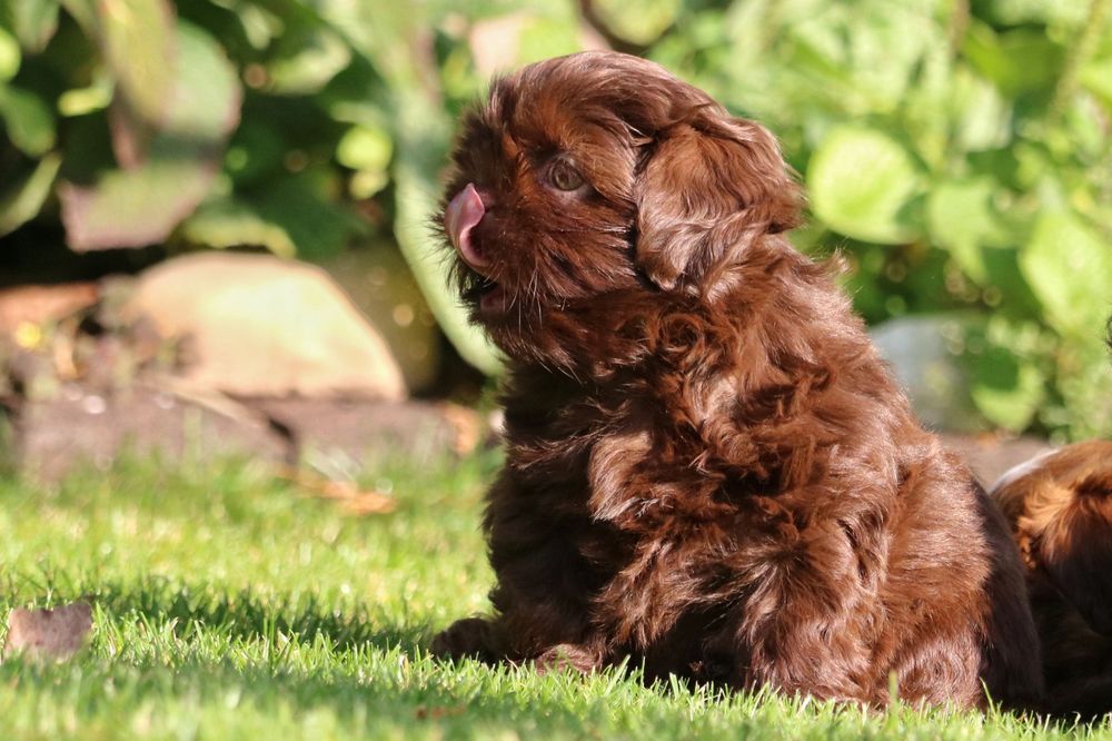 Piękny czekoladowy piesek shih tzu