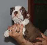 Boston Terrier color dziewczynka aktualne