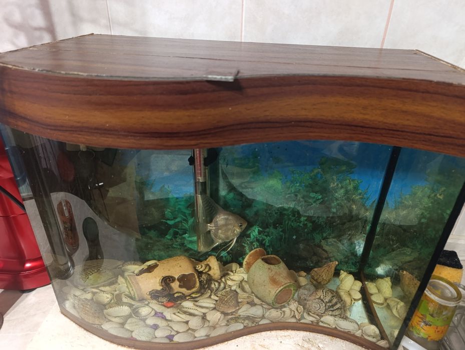 Акваріум на 50 літрів