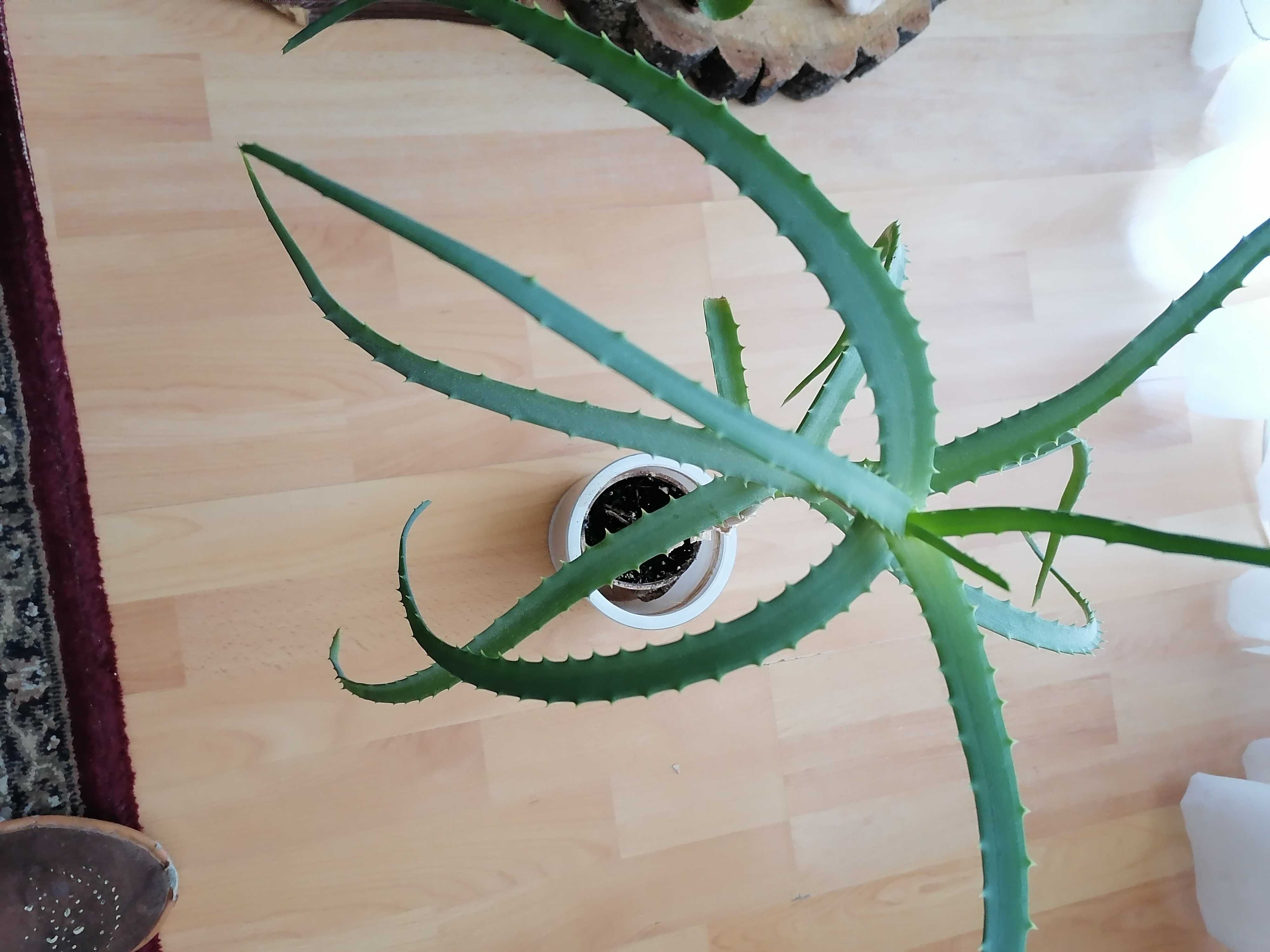 ALOES kwiatek doniczkowy