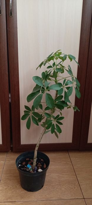 Шеффлера кімнатна