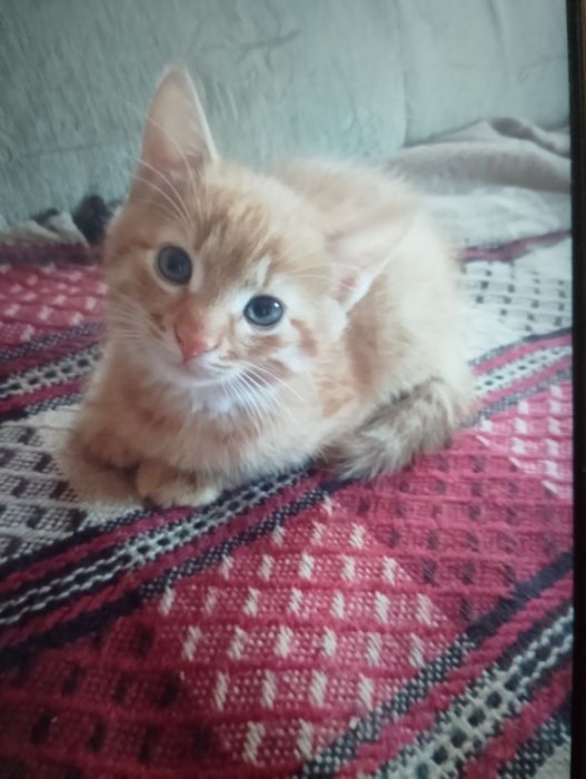 Koty do adopcji Oddam kotki do adopcji