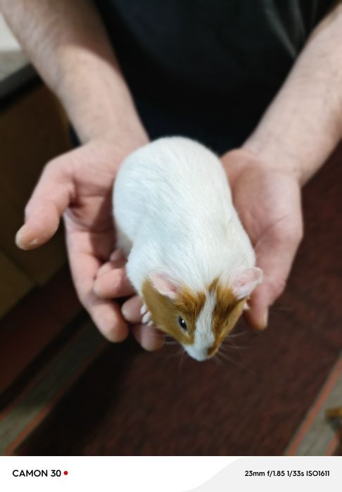 Морські свинки .