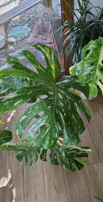 Monstera thai duża