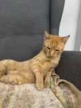 Gato macho para adoção responsável 

Gato macho adulto extremamente me
