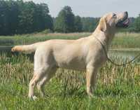 Labrador Retriever FCI Żółty piesek