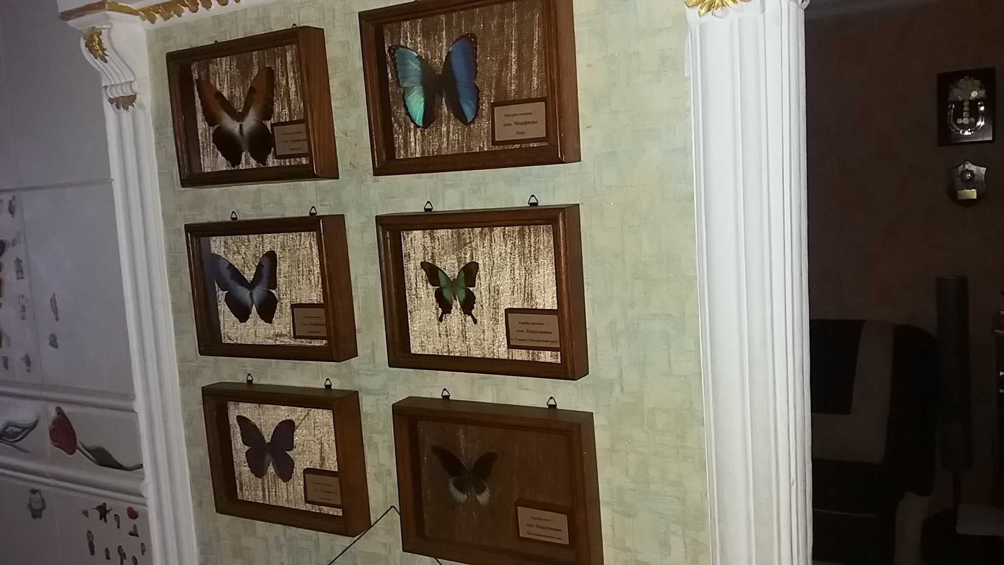 Коллекция "бабочек"