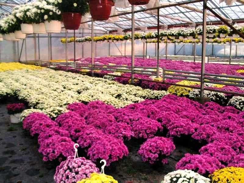 Piękne chryzantemy Henrykowo