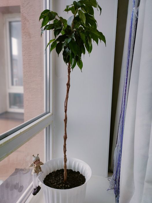 Фікус Бенджаміна вазон