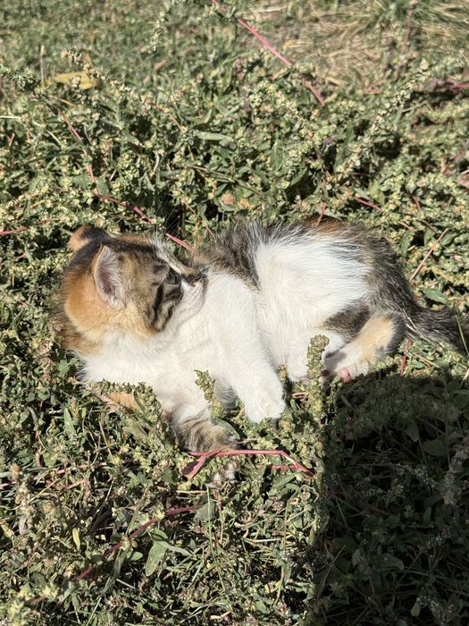 ОТДАЮ Котят 1.5 месяца