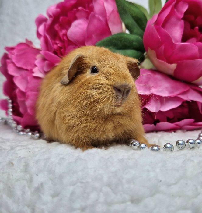 Морская свинка американская вислоухая,морские свинки