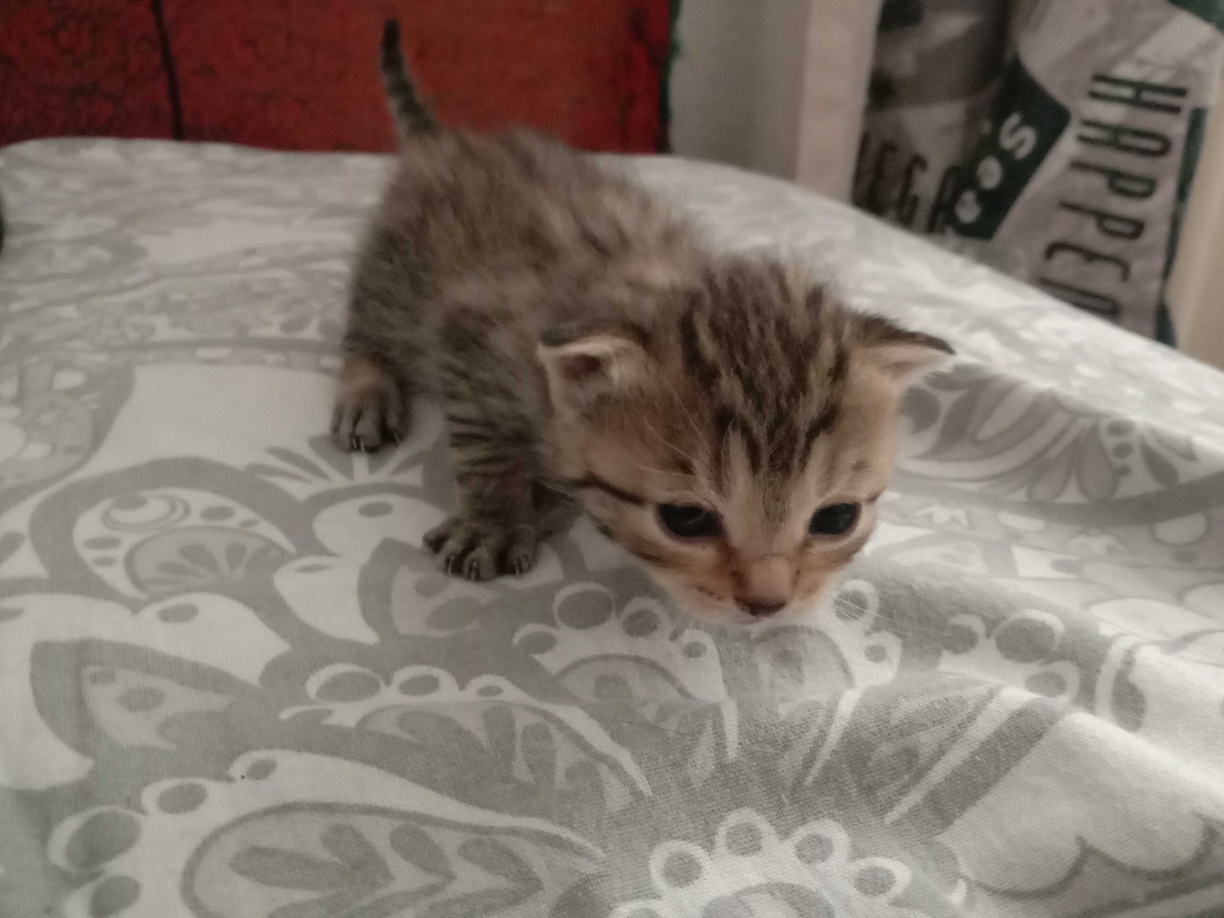 Кошеня подаруєм (котята)