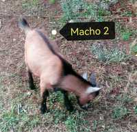 Cabras Anãs - Macho