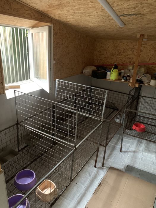 Доставка тварин в Європу. Перевезення 24/7. Доставка животных, pets EU