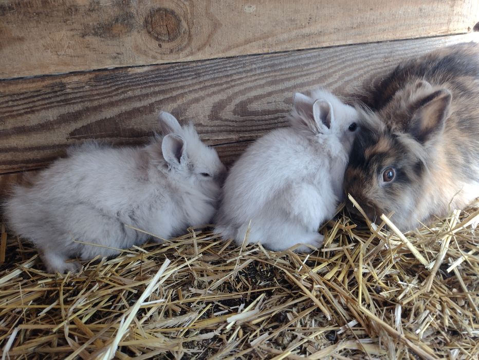 Miniaturka króliki lew lewki młode