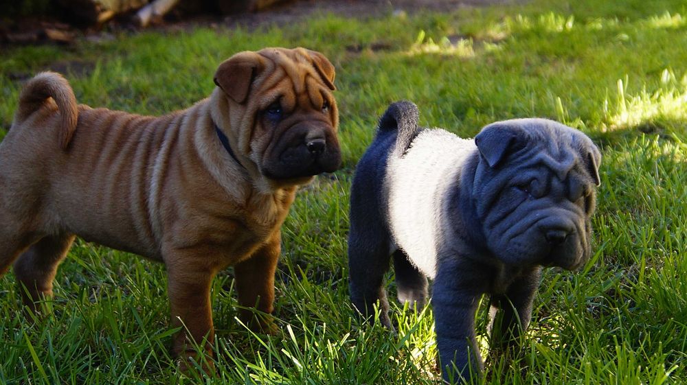 Eter Shar pei, szczenięta,  rudy samiec z rodowodem,rodzice import FCI