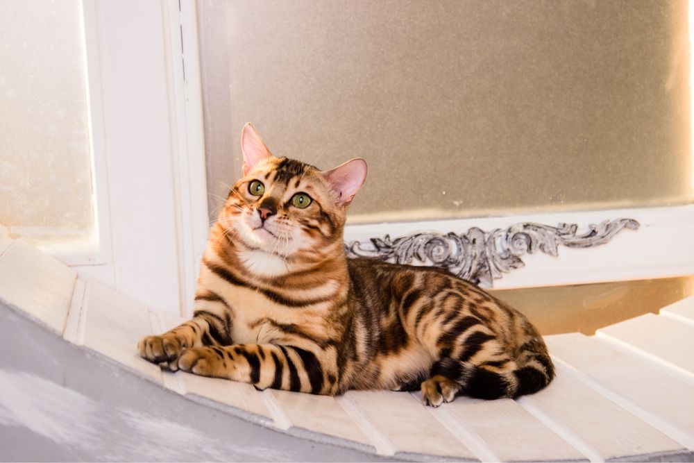 Бенгал WCF в‘язка