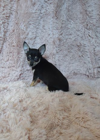 Chihuahua czarny piesek tricolor