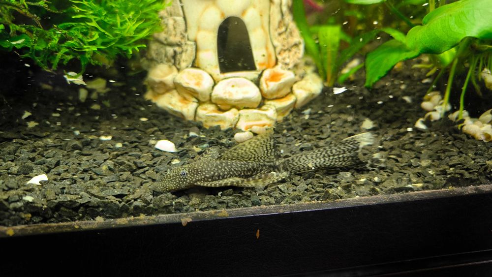 Акваріумні риби Анциструс