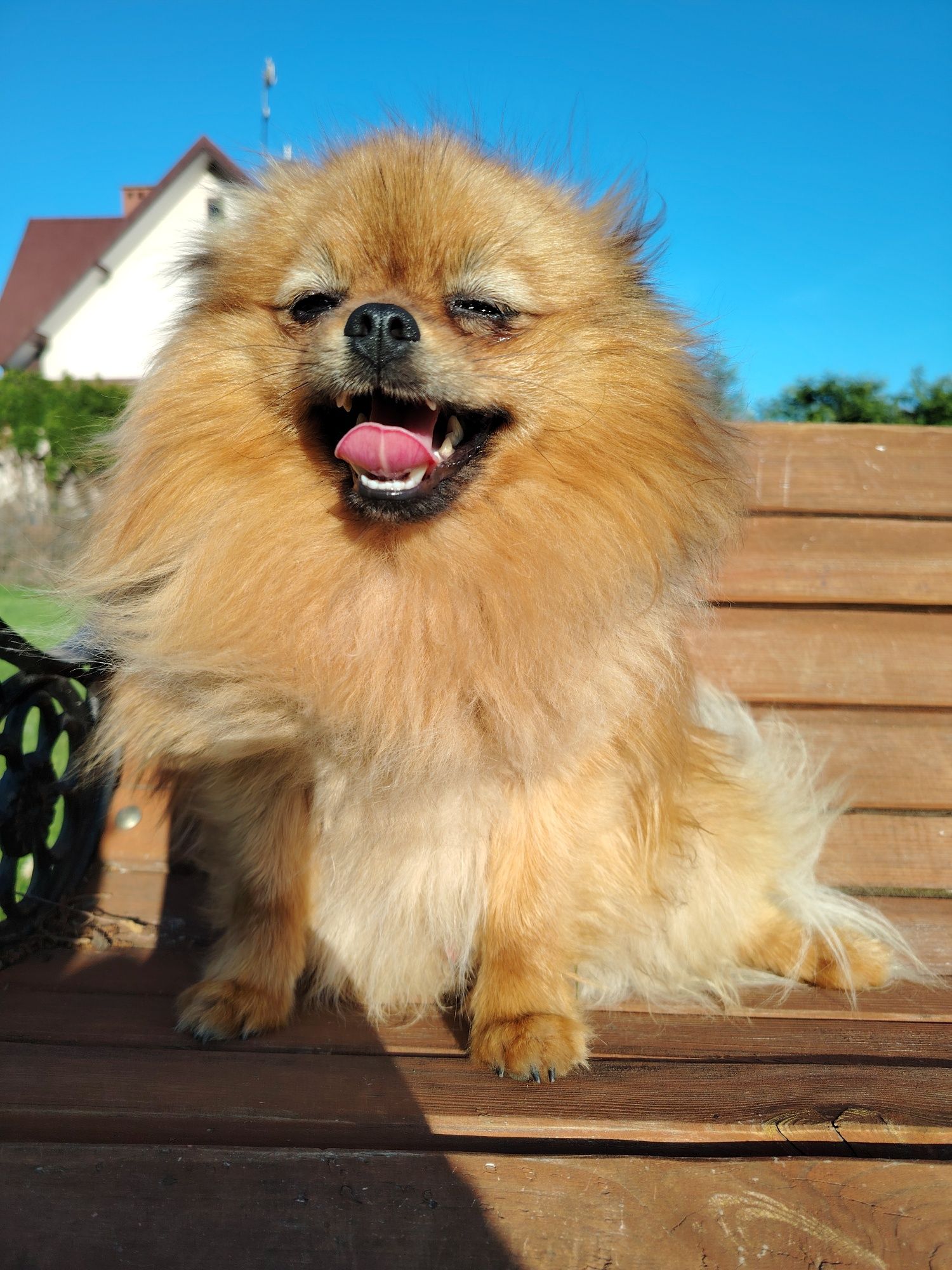 Szpic miniaturowy pomeranian
