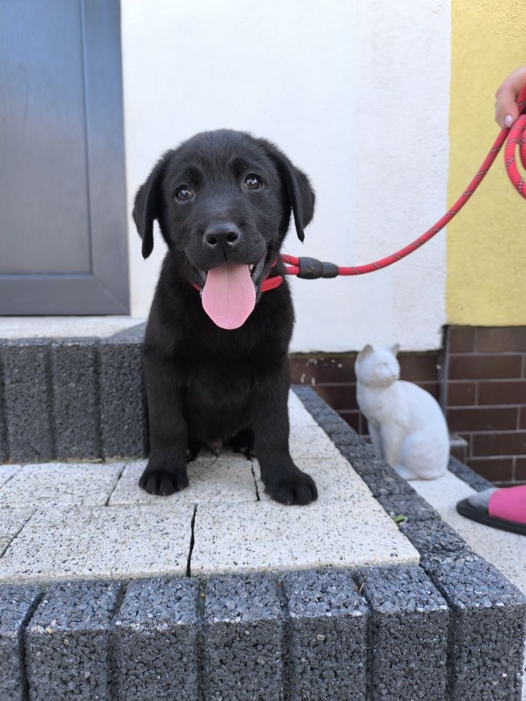 Labrador Retriever czarny samiec Sid gotowy do odbioru