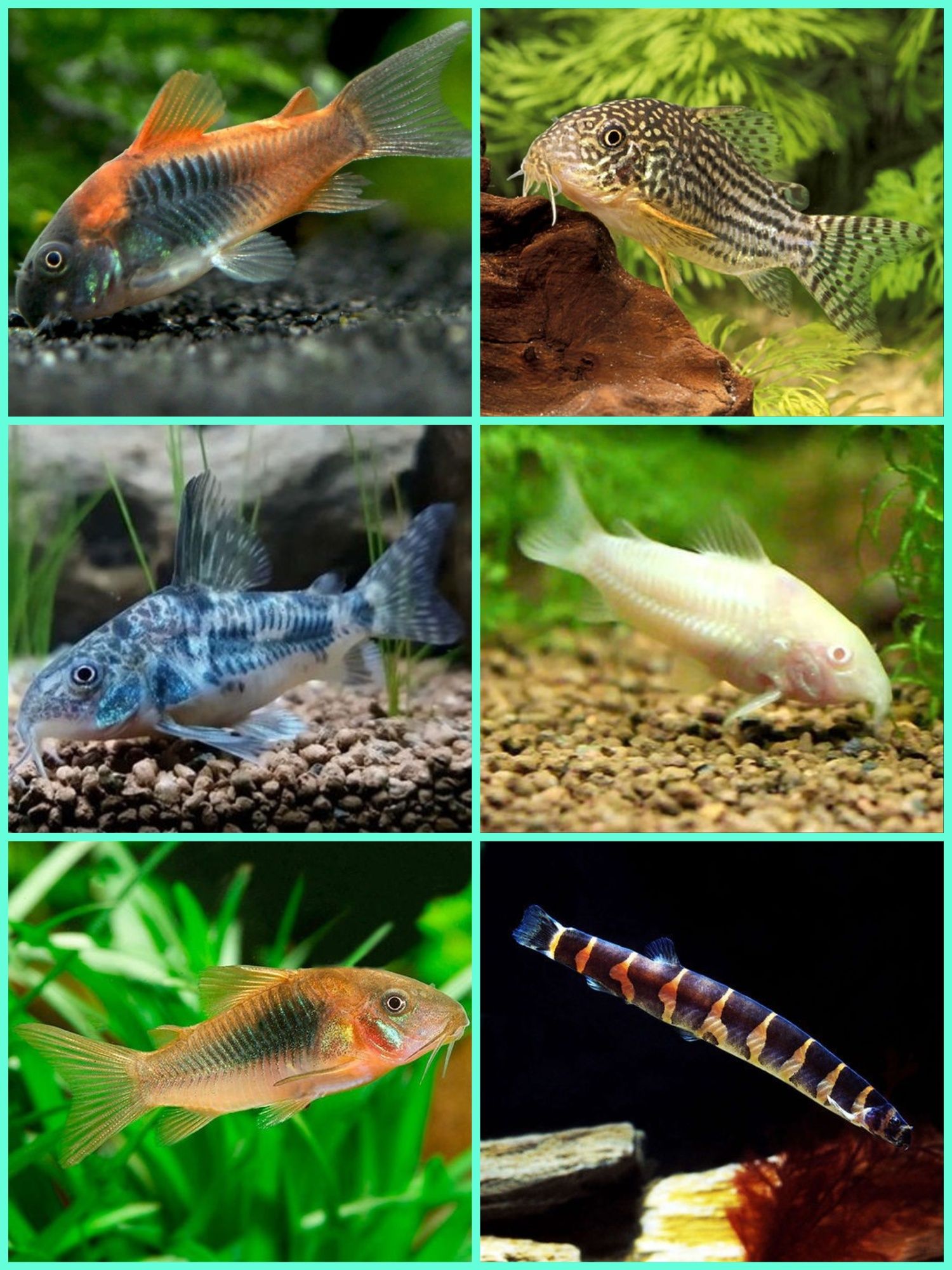 Aquasousa.com - Tetras, Guppys, Corydoras, Neons e muito muito mais...