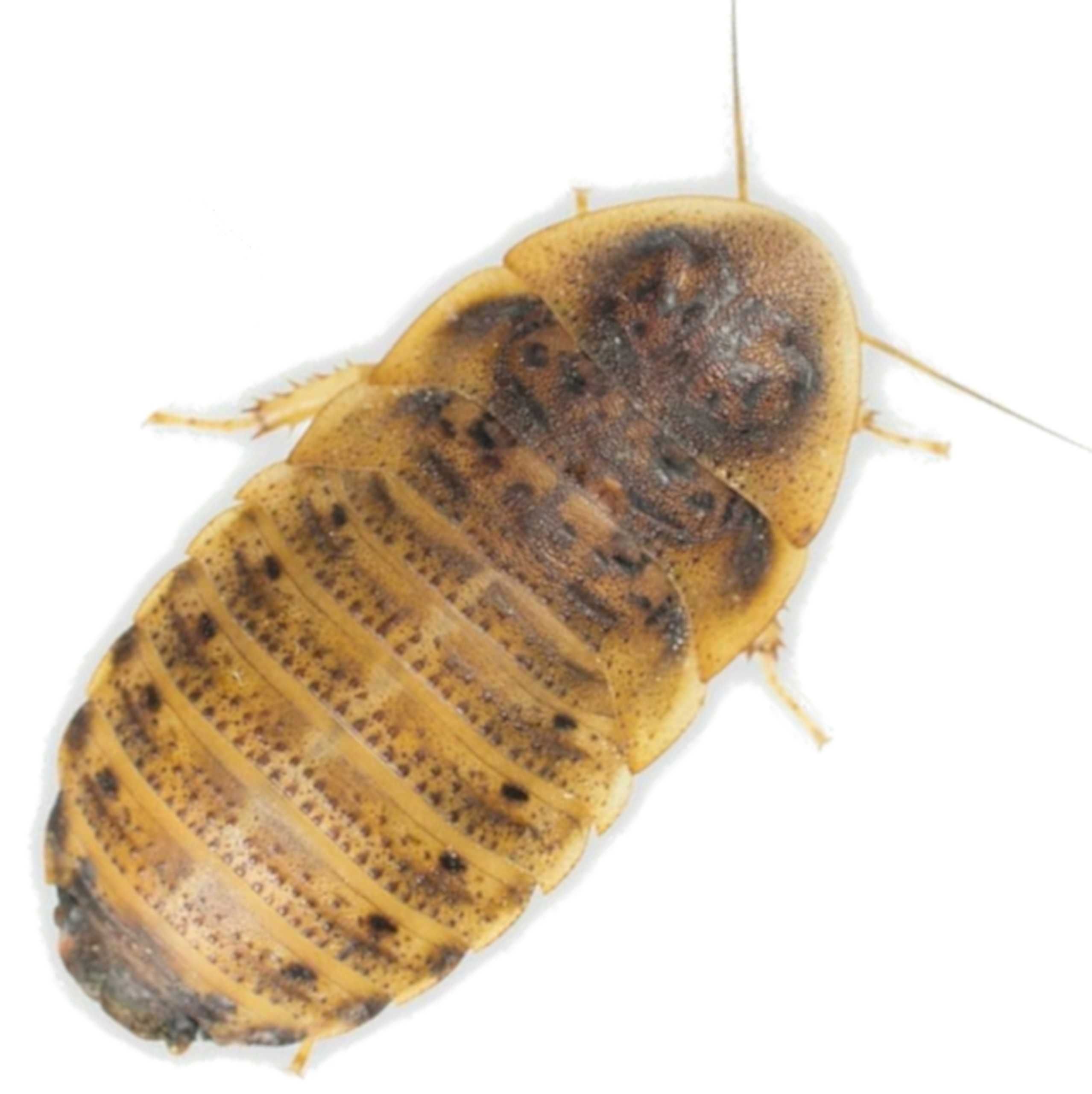 Karaczany argentyńskie - Blaptica dubia - dubia.com.pl