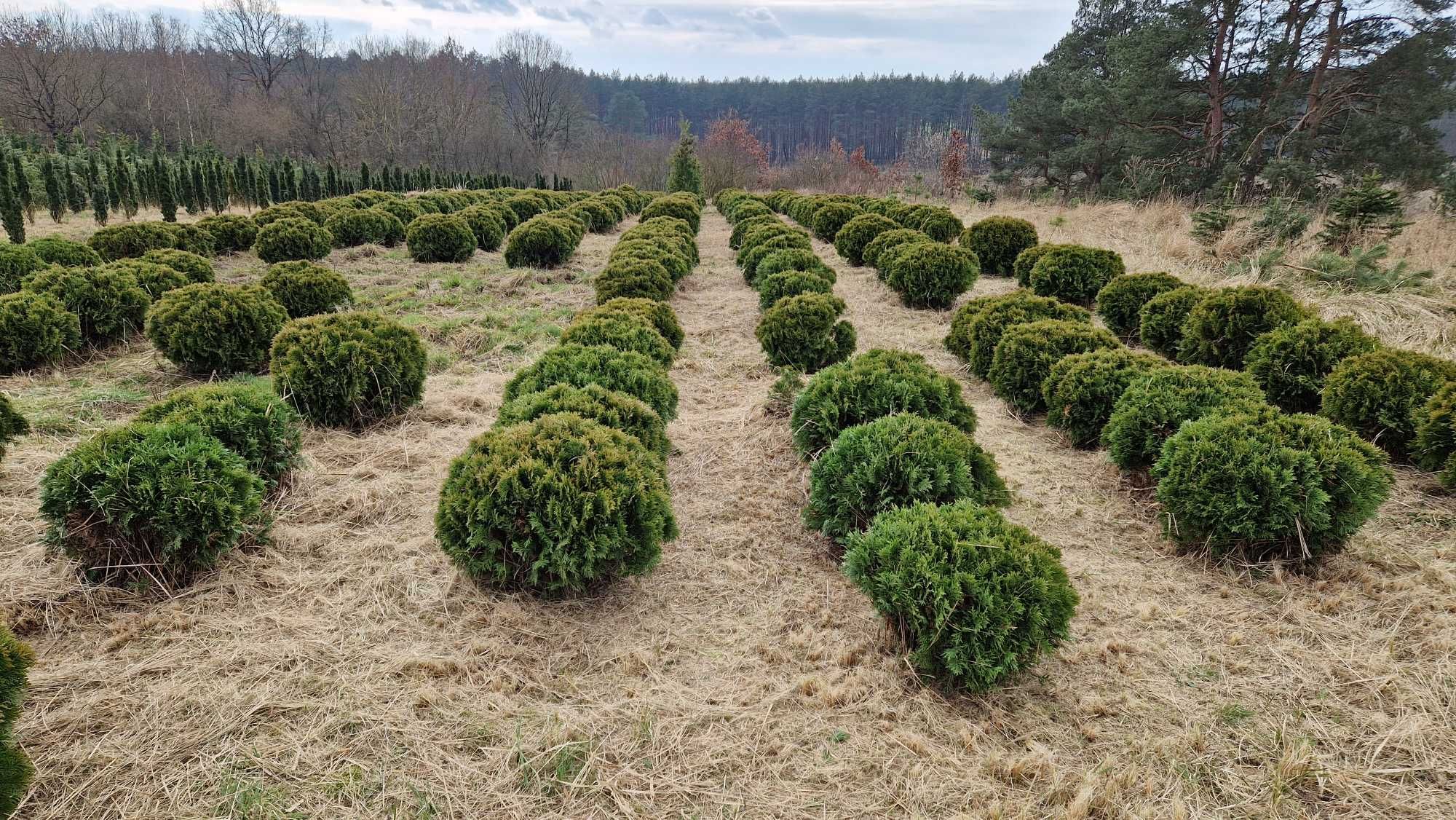 Thuja Golden Tuffet śr. 80 cm. Ilości hurtowe