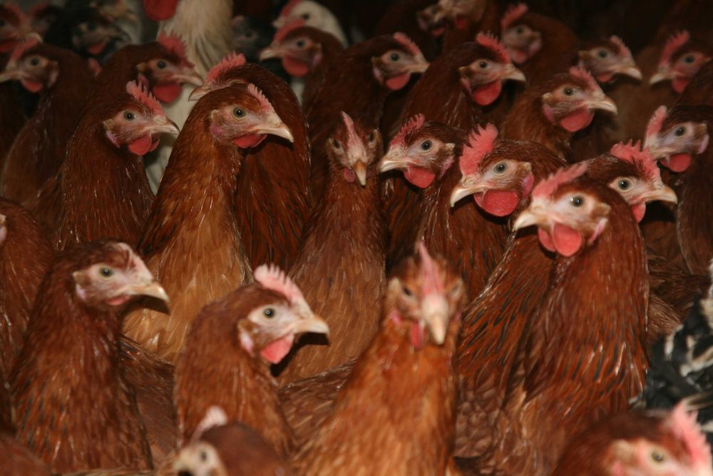 Kury Młode Kokoszki Kurki Nioski