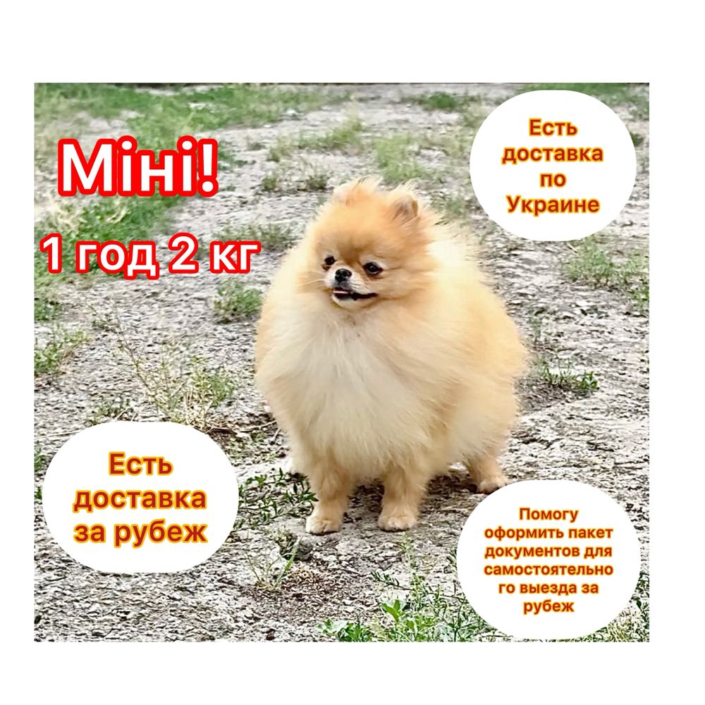 VIP ведмедик Неймовірно гарна  міні дівчинка !